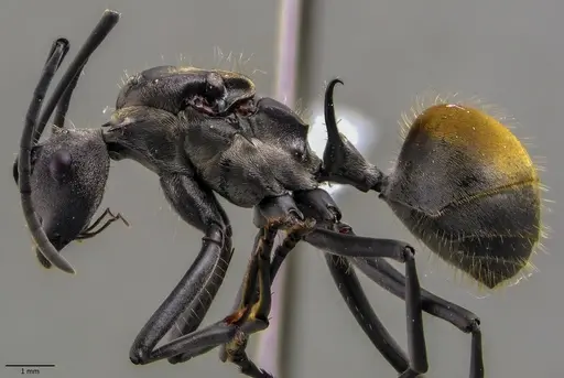 Polyrhachis laboriosa - ANTWEB1060030
