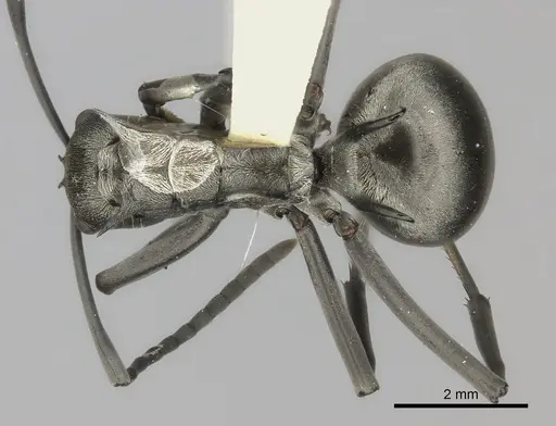 Polyrhachis laboriosa - CASENT0217777