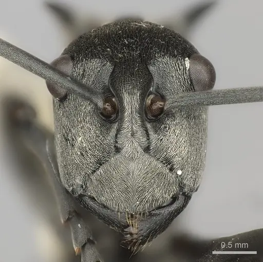 Polyrhachis laboriosa - CASENT0217777