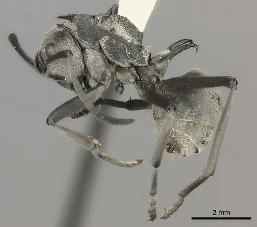 Polyrhachis laboriosa - CASENT0217777