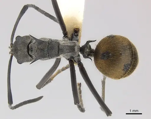 Polyrhachis laboriosa - CASENT0227565