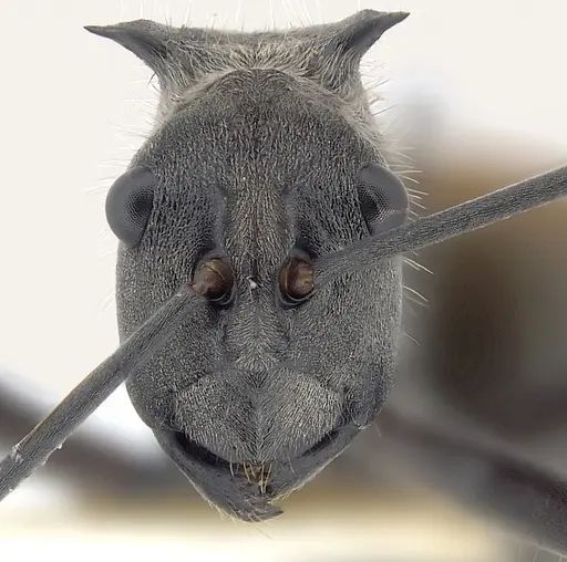 Polyrhachis laboriosa - CASENT0227565