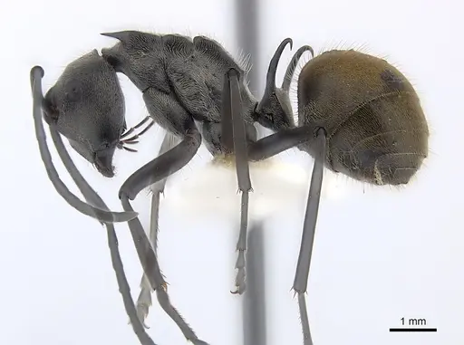 Polyrhachis laboriosa - CASENT0227565