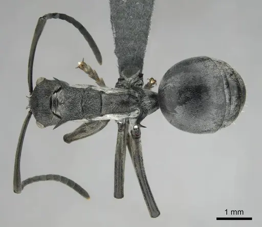 Polyrhachis laboriosa - CASENT0250042