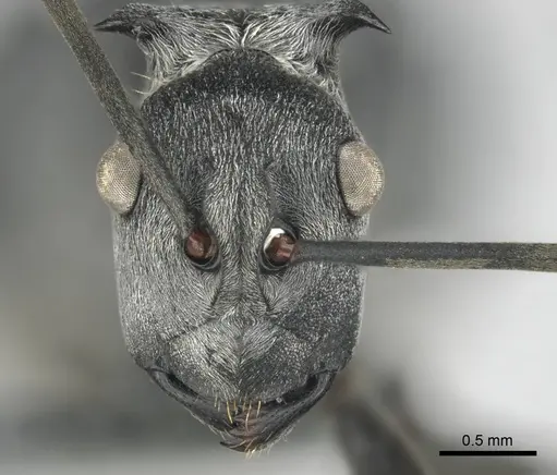 Polyrhachis laboriosa - CASENT0250042