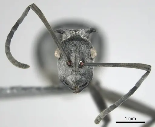 Polyrhachis laboriosa - CASENT0250042