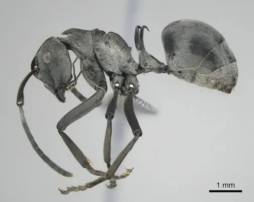 Polyrhachis laboriosa - CASENT0250042
