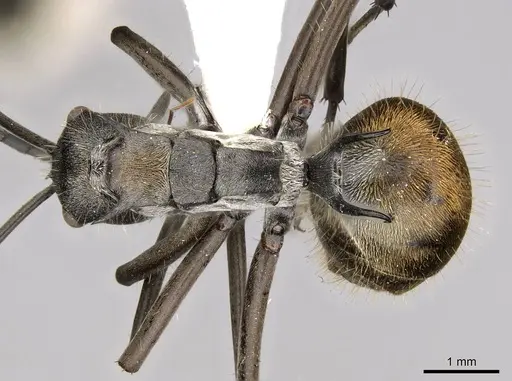 Polyrhachis laboriosa - CASENT0281447