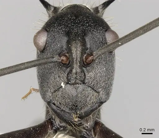 Polyrhachis laboriosa - CASENT0281447