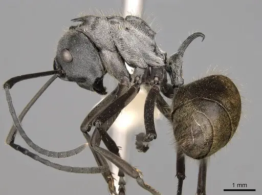 Polyrhachis laboriosa - CASENT0281447