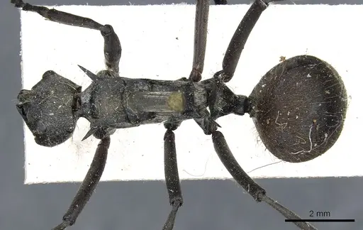 Polyrhachis laboriosa - CASENT0903454