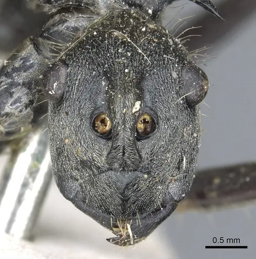 Polyrhachis laboriosa - CASENT0903454