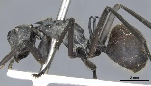 Polyrhachis laboriosa - CASENT0903454