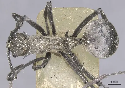 Polyrhachis laboriosa - CASENT0912124