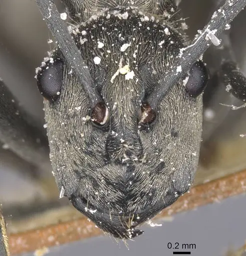 Polyrhachis laboriosa - CASENT0912124