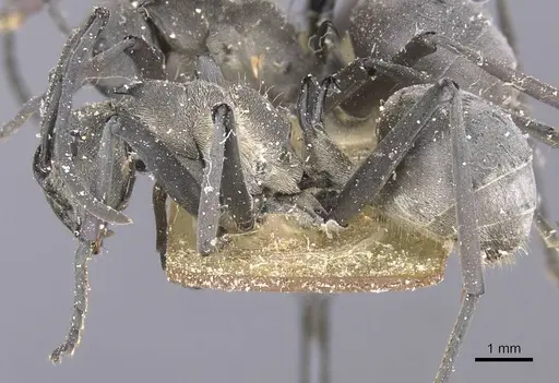 Polyrhachis laboriosa - CASENT0912124