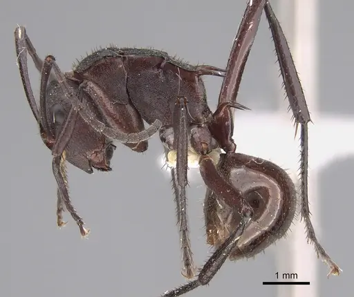 Polyrhachis lachesis specimen