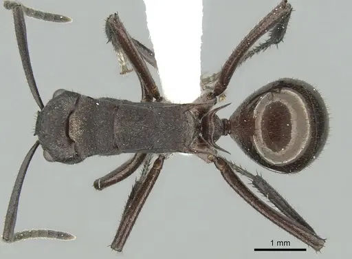 Polyrhachis lachesis - CASENT0906593