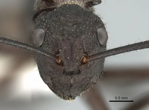 Polyrhachis lachesis - CASENT0906593