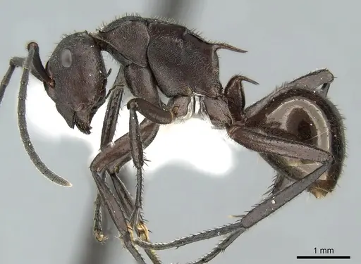 Polyrhachis lachesis - CASENT0906593