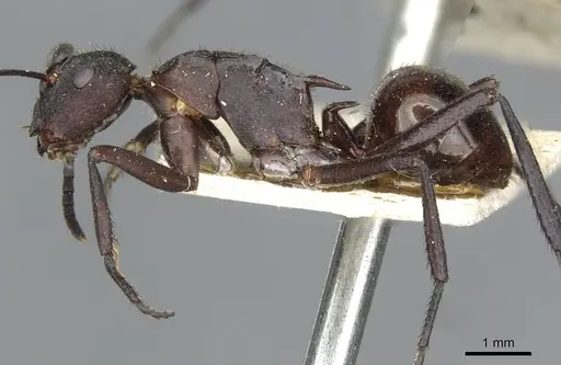Polyrhachis lachesis - CASENT0910805
