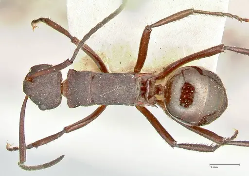 Polyrhachis lachesis - FOCOL2590