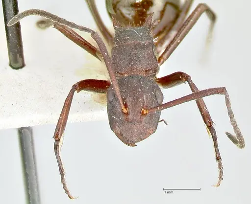Polyrhachis lachesis - FOCOL2590