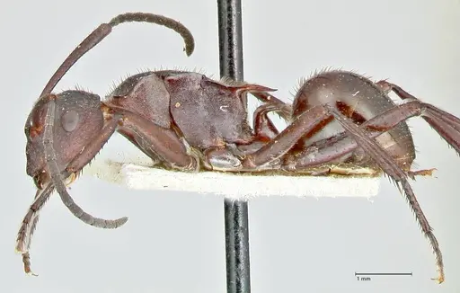 Polyrhachis lachesis - FOCOL2590