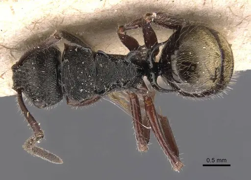 Polyrhachis laciniata specimen