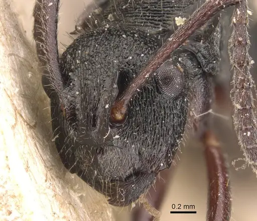 Polyrhachis laciniata specimen