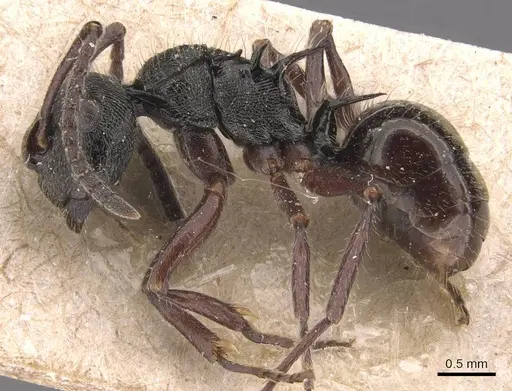 Polyrhachis laciniata specimen