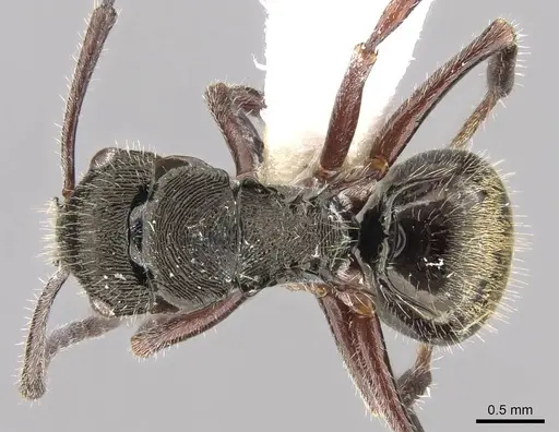 Polyrhachis laciniata - CASENT0906743