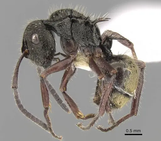 Polyrhachis laciniata - CASENT0906743