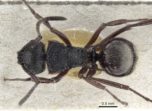 Polyrhachis laciniata - CASENT0916643