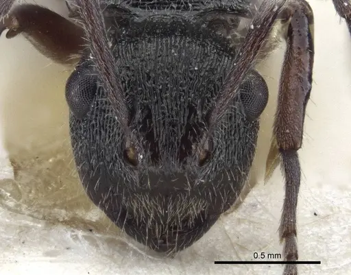 Polyrhachis laciniata - CASENT0916643