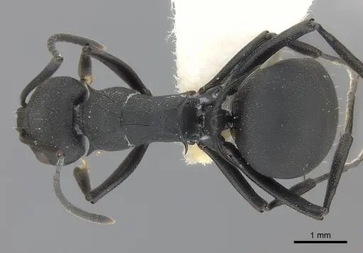 Polyrhachis lacteipennis specimen