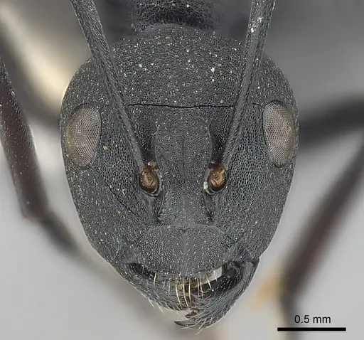 Polyrhachis lacteipennis specimen