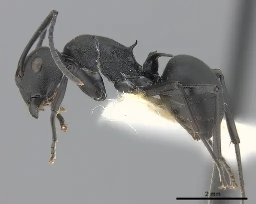 Polyrhachis lacteipennis specimen
