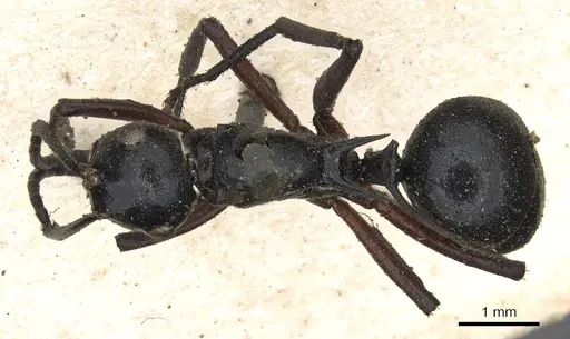 Polyrhachis laevigata specimen