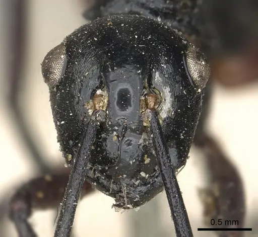Polyrhachis laevigata specimen