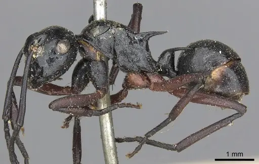 Polyrhachis laevigata specimen