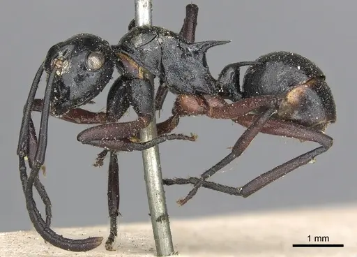 Polyrhachis laevigata - CASENT0901855