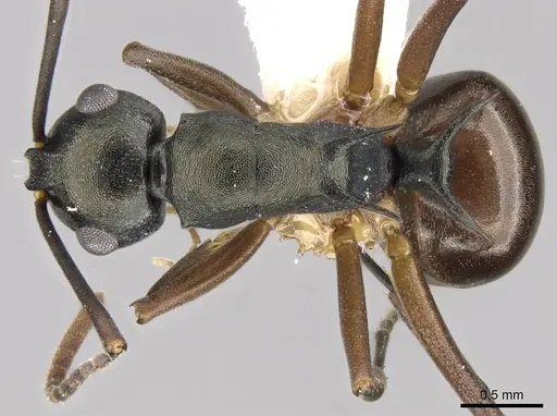 Polyrhachis laevigata - CASENT0906769