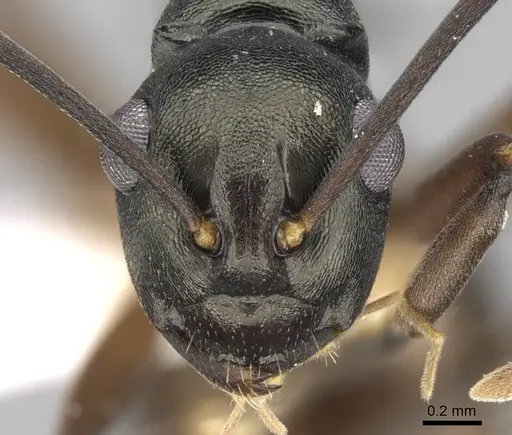 Polyrhachis laevigata - CASENT0906769