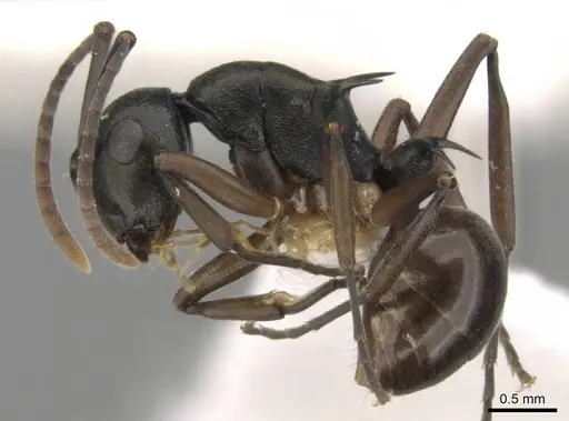 Polyrhachis laevigata - CASENT0906769