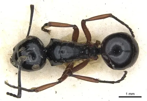 Polyrhachis laevissima specimen
