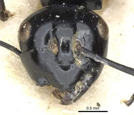 Polyrhachis laevissima specimen