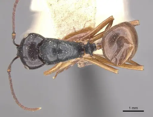 Polyrhachis laevissima - CASENT0910960