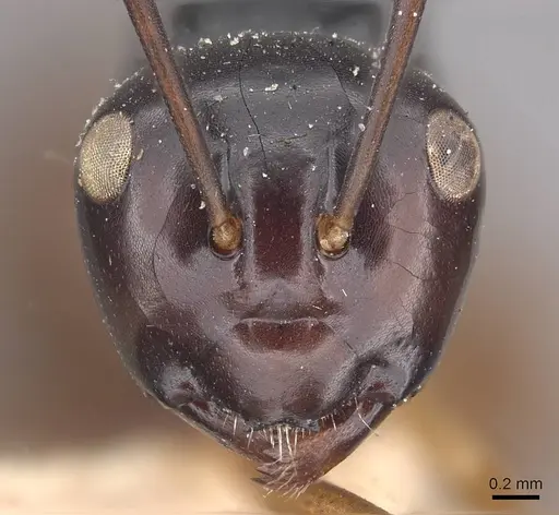 Polyrhachis laevissima - CASENT0910960