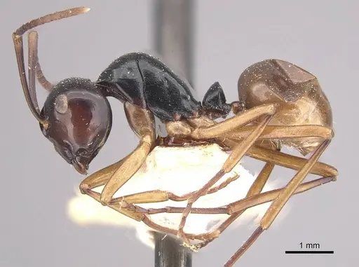 Polyrhachis laevissima - CASENT0910960